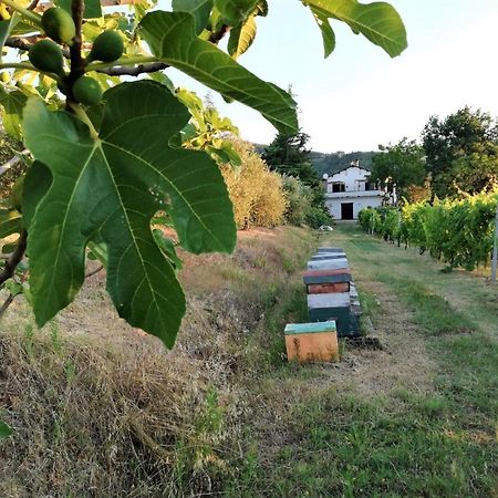 Naturaliterre Bnb - Microfattoria Bed & Breakfast Dovadola Bagian luar foto