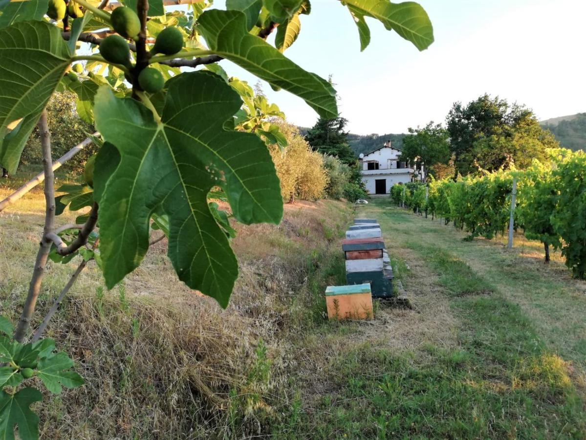 Naturaliterre Bnb - Microfattoria Bed & Breakfast Dovadola Bagian luar foto